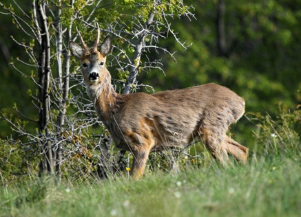 Capriolo