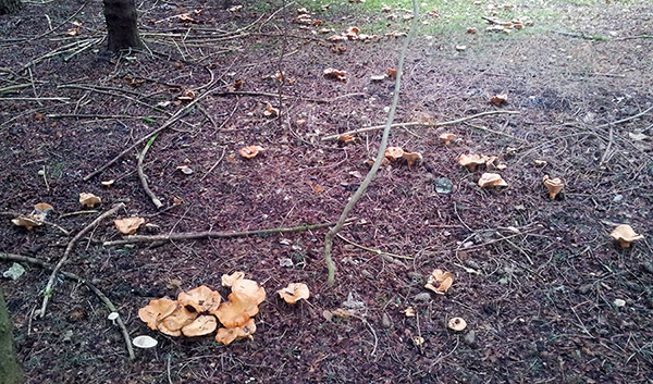 funghi2