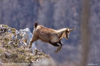 Censimento del Camoscio 9 LUGLIO 2014 - Parco Monti Sibillini
