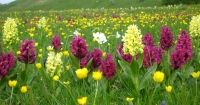 1&deg; maggio: fioriture in montagna e teleferica sul lago