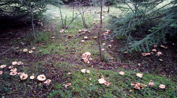 22-23 ottobre 2016 - I sanguinosi e altri funghi ti aspettano!