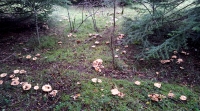 22-23 ottobre 2016 - I sanguinosi e altri funghi ti aspettano!